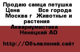 Продаю самца петушка › Цена ­ 700 - Все города, Москва г. Животные и растения » Аквариумистика   . Ненецкий АО